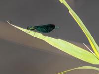 Blauflügel Prachtlibelle Männchen